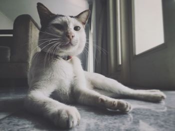 Close-up of a cat lying on floor at home