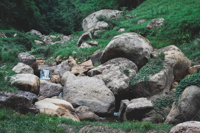 Rocks in the forest