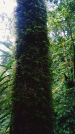 Low angle view of trees in forest