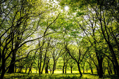 Low angle view of trees against sky
