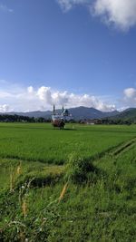 Scenic view of agricultural field against sky