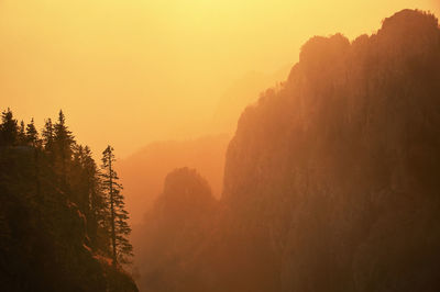 Pine trees in fagaras mountains, romania at sunset