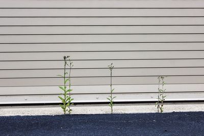 Plants growing on wall