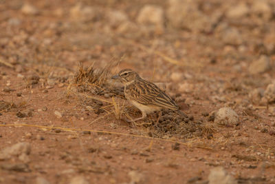 Close-up of a bird perching on a field