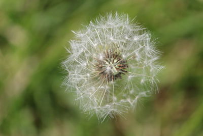 Close-up of dandelion