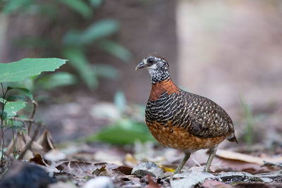 Close-up of a bird looking away