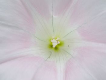 Close-up of pink flower