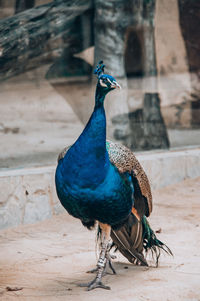 Close-up of peacock