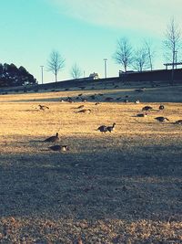 Birds on field against sky