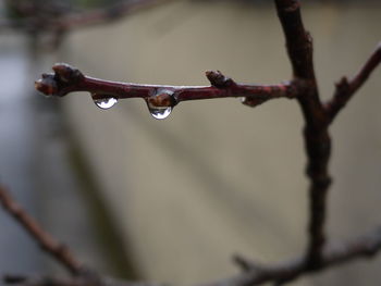 Close-up of raindrops on twig