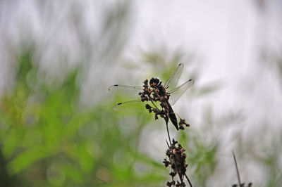 Close-up of insect on plant