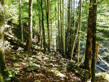 Trees growing in forest