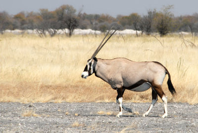 Side view of horse standing on field