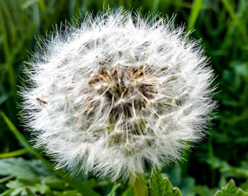 Close-up of dandelion