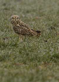 Bird perching on a field