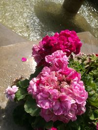 Close-up of pink flowers