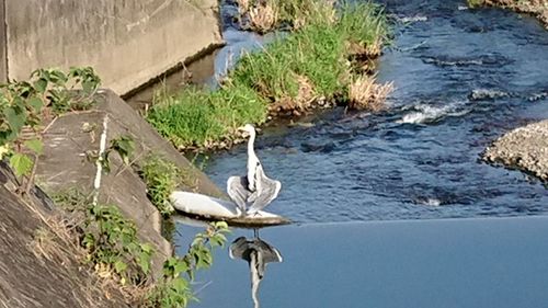 Bird perching on tree by water