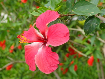 Close-up of pink flower