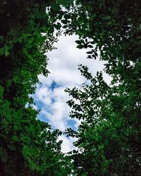 Low angle view of trees against sky