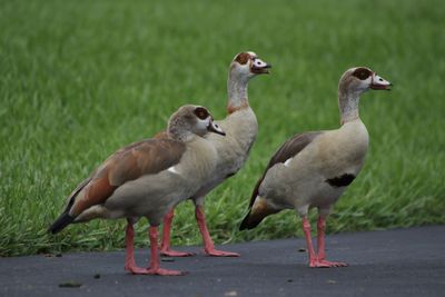 Close-up of birds perching on land