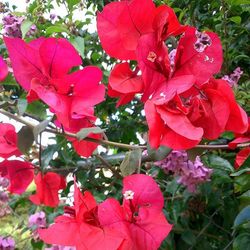 Close-up of red flowers