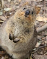 Close-up of monkey in forest