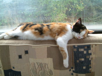 View of cat resting