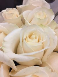 Close-up of roses