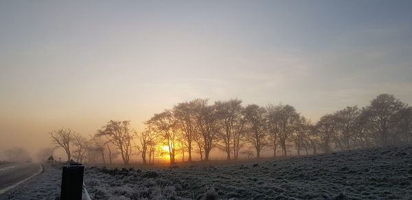 Trees on snow covered land against sky during sunset