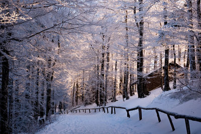 Trees on snow covered landscape