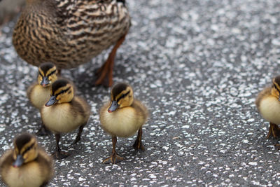 High angle view of a duck