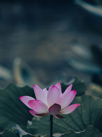 Close-up of pink water lily in lake