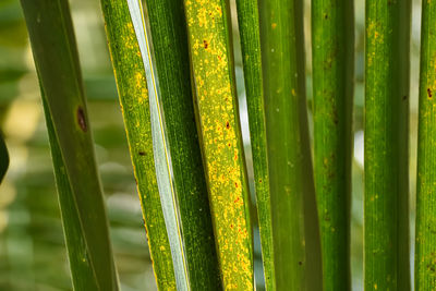 This is a yellow and green coconut leaf macro shot in the daytime.