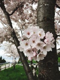 Close-up of apple blossoms in spring