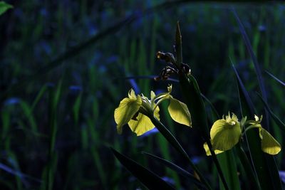 Close-up of yellow flowering plant