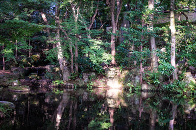 Scenic view of forest