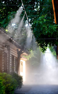 Sunlight streaming through trees by building