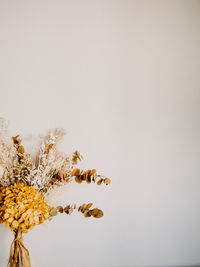 Close-up of wilted plant against white background