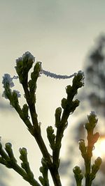 Close-up of leaves on twig