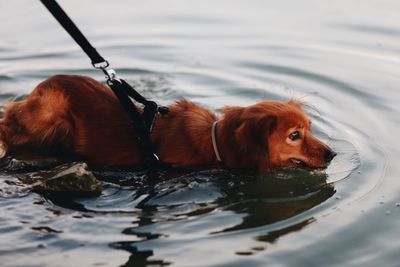 Close-up of a dog in water
