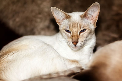 Close-up portrait of cat