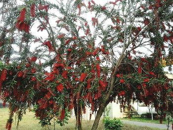 Trees in a row on sunny day