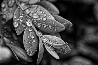 Close-up of raindrops on leaves