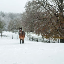Horse on snowy field during winter