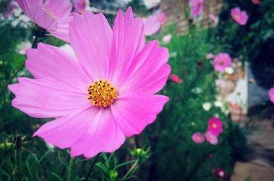 Close-up of pink flower