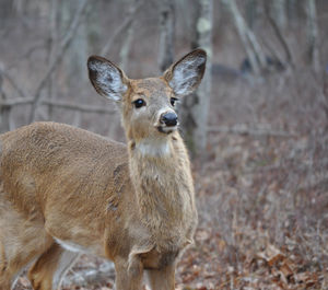 Close-up portrait of a young whitetail deer in the woods of pennsylvania