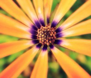 Close-up of yellow flower