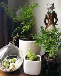 Potted plants on table