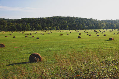 Hay bales on field against sky