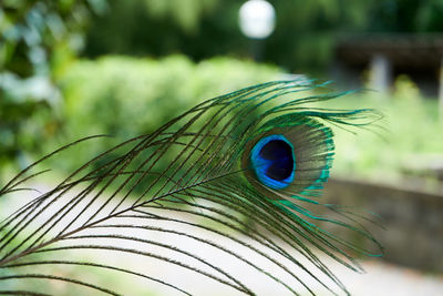 Close-up of a peacock